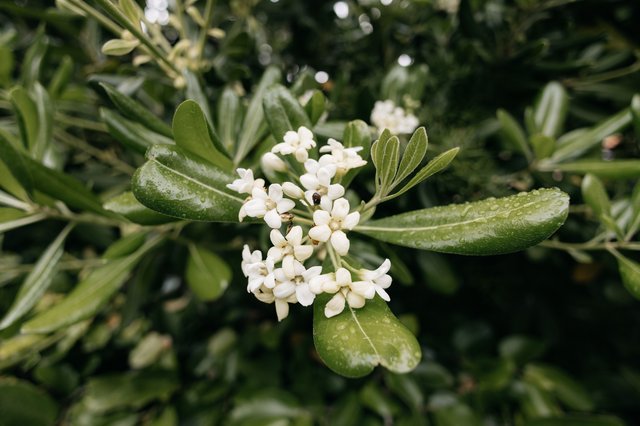 Plants