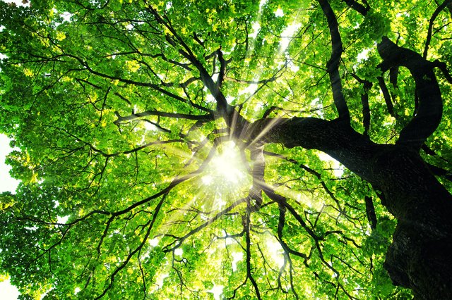 Trees