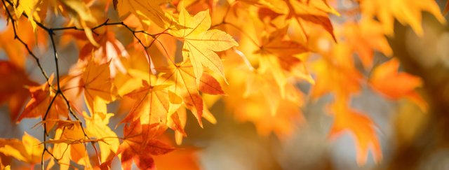 autumn leaves