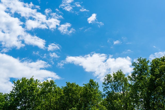 Trees