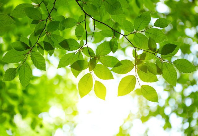 Plants